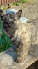 Photo №2 to announcement № 83472 for the sale of non-pedigree dogs - buy in Serbia 