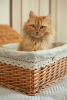 Photo №3. The beauty Ryzhulya is looking for a home!. Russian Federation