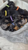 Additional photos: Short hair Mini dachshunds (sausages) gorgeous puppies