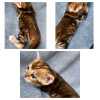 Photo №4. I will sell bengal cat in the city of Grodno. private announcement - price - negotiated