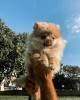 Photo №1. pomeranian - for sale in the city of Warsaw | 370$ | Announcement № 119265