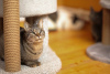 Photo №3. A kitty named Maneki.. Russian Federation
