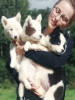 Photo №1. yakutian laika - for sale in the city of Jakubów | 1065$ | Announcement № 13042