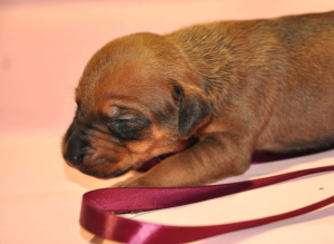 Photo №3. Chic puppies for sale Rhodesian Ridgeback!. Russian Federation