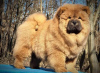 Additional photos: Chow Chow dogs for sale