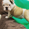 Photo №3. British Bulldog puppies for sale. Australia