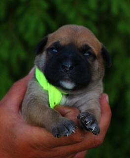 Photo №2 to announcement № 6954 for the sale of ca de bou - buy in Russian Federation breeder