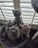 Photo №1. british shorthair - for sale in the city of Neuss | negotiated | Announcement № 104065