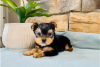 Additional photos: Teacup Yorkshire Terrier Puppy for free adoption