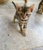 Photo №1. bengal cat - for sale in the city of Berlin | 371$ | Announcement № 109228