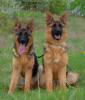 Photo №1. german shepherd - for sale in the city of Berlin | 634$ | Announcement № 111543