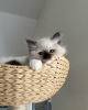 Photo №1. ragdoll - for sale in the city of Франкфурт-на-Майне | 370$ | Announcement № 109687