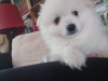 Photo №2 to announcement № 36892 for the sale of german spitz - buy in Croatia private announcement