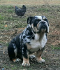 Photo №3. English bulldog puppy. Serbia