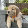 Photo №1. golden retriever - for sale in the city of Wrocław | negotiated | Announcement № 47080