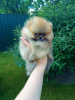 Photo №1. pomeranian - for sale in the city of Marseilles | negotiated | Announcement № 20099