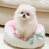 Photo №2 to announcement № 119501 for the sale of pomeranian - buy in Germany private announcement