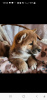 Additional photos: Shiba Inu, ZKwP records