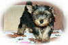 Photo №2 to announcement № 8463 for the sale of yorkshire terrier - buy in Russian Federation breeder