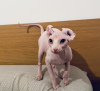 Photo №4. I will sell sphynx-katze in the city of Munich. private announcement - price - 468$
