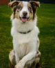 Photo №1. border collie - for sale in the city of Kiev | 370$ | Announcement № 81306