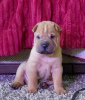 Photo №4. I will sell shar pei in the city of Krasnodar. private announcement, breeder - price - negotiated