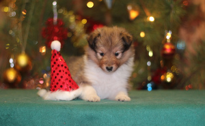 Photo №4. I will sell shetland sheepdog in the city of Ryazan. from nursery - price - 646$