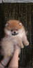 Photo №1. pomeranian - for sale in the city of Kiev | 2467$ | Announcement № 8664