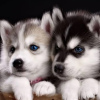 Photo №1. siberian husky - for sale in the city of Oslo | 581$ | Announcement № 80683