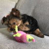 Additional photos: little Yorkshire Terrier puppies males and females.