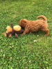 Photo №2 to announcement № 96420 for the sale of poodle (toy) - buy in Germany private announcement, breeder
