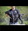 Photo №1. cane corso - for sale in the city of Belgrade | negotiated | Announcement № 118942