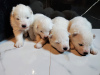 Photo №1. samoyed dog - for sale in the city of Minsk | 740$ | Announcement № 42516