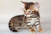 Photo №2 to announcement № 108517 for the sale of bengal cat - buy in Finland 