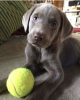 Photo №4. I will sell weimaraner in the city of New York. from nursery, breeder - price - 500$