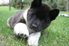 Photo №1. american akita - for sale in the city of Sydenham | 317$ | Announcement № 71706