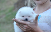 Photo №4. I will sell non-pedigree dogs in the city of New York. private announcement, from nursery, breeder - price - 1500$