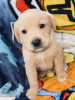 Photo №1. golden retriever - for sale in the city of Ghent | 160$ | Announcement № 75557