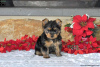 Photo №1. yorkshire terrier - for sale in the city of Hannover | 571$ | Announcement № 63838