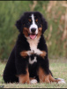 Photo №2 to announcement № 120011 for the sale of bernese mountain dog - buy in Serbia breeder