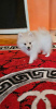 Photo №2 to announcement № 88136 for the sale of pomeranian - buy in Finland 