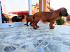 Photo №1. bavarian mountain hound - for sale in the city of Лида | negotiated | Announcement № 10171