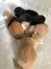 Additional photos: Healthy cute adorable and socialized Maine coon kitten available now for sell