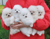 Photo №1. pomeranian - for sale in the city of Bátonyterenye | 475$ | Announcement № 123036