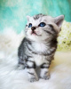 Photo №2 to announcement № 64742 for the sale of british shorthair - buy in Russian Federation breeder