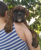 Photo №1. boxer - for sale in the city of Brest | 560$ | Announcement № 27754