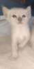 Photo №2 to announcement № 125434 for the sale of siamese cat - buy in Germany private announcement