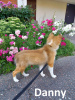 Photo №4. I will sell shetland sheepdog in the city of Kohtla-Järve. from nursery - price - negotiated