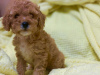 Photo №1. poodle (toy) - for sale in the city of Krasnodar | 505$ | Announcement № 8117