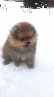 Photo №3. Pomeranian Spitz Boy. Russian Federation